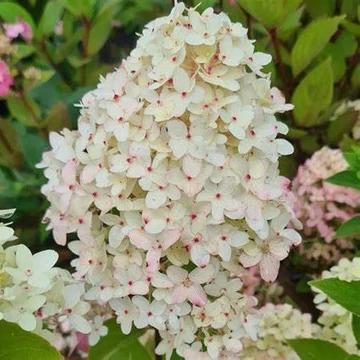 Hydrangea paniculata 'Magical Candle' - Bugás hortenzia