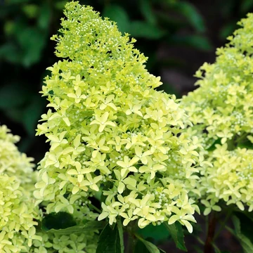 Hydrangea paniculata 'Magical Lime Sparkle' - Bugás hortenzia