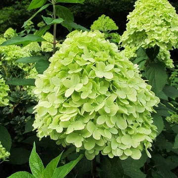 Hydrangea paniculata 'Mojito' - Bugás hortenzia