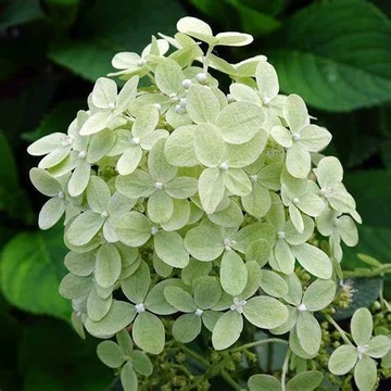 Hydrangea paniculata 'Pastelgreen' - Bugás hortenzia
