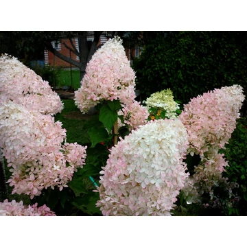 Hydrangea paniculata 'Phantom' - Bugás hortenzia