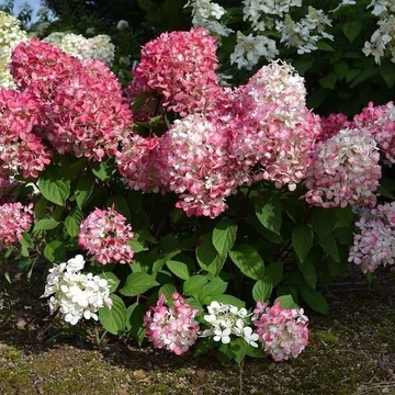 Hydrangea paniculata &#039;Pink Diamond&#039; - Bugás hortenzia