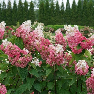 Hydrangea paniculata 'Pinky Winky' - Bugás hortenzia