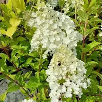 Hydrangea paniculata &#039;Polestar&#039; - Bugás hortenzia