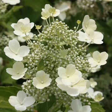 Hydrangea paniculata 'Tardiva' - Bugás hortenzia