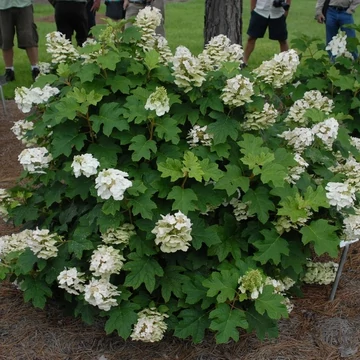 Hydrangea quercifolia - Tölgylevelű hortenzia