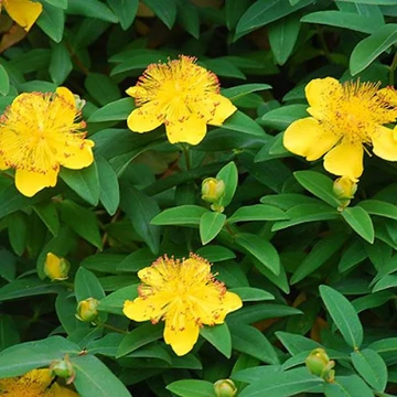 Hypericum calycinum - Örökzöld orbáncfű