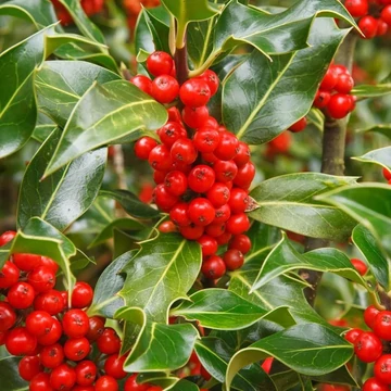 Ilex aquifolium 'J. C. van Tol' – Magyal
