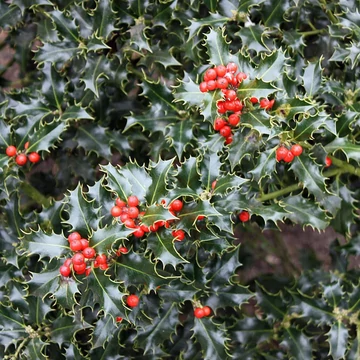 Ilex aquifolium 'Alaska' - Magyal, termős