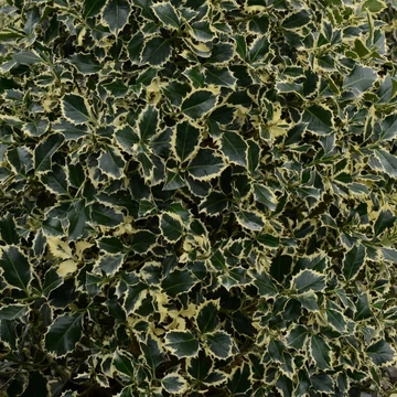 Ilex aquifolium 'Argenteomarginata' - Magyal