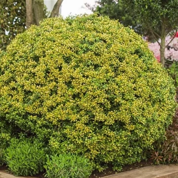 Ilex crenata &#039;Golden Gem&#039; - Csipkéslevelű magyal