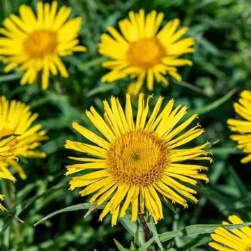 Inula ensifolia 'Compacta' – Törpe kardlevelű peremizs