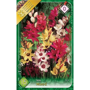 Ixia - Lépliliom, színkeverék