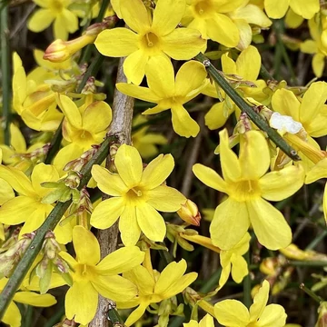 Jasminum nudiflorum - Téli jázmin