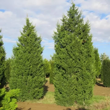 Juniperus chinensis 'Keteleeri' – Kínai jegenyeboróka