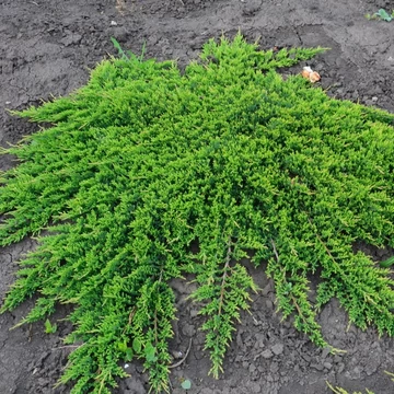 Juniperus horizontalis 'Prince of Wales' – Terülő henyeboróka