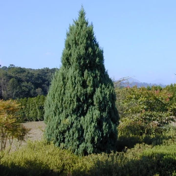 Juniperus chinensis 'Stricta' - Kínai boróka