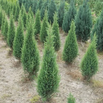 Juniperus communis 'Sentinel' - Ír boróka