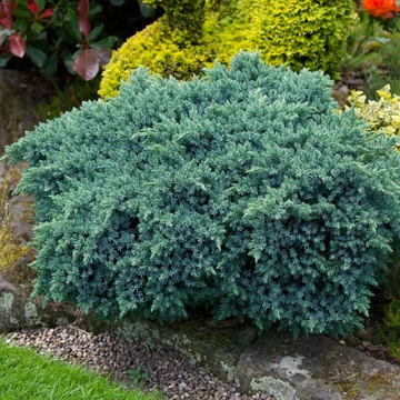 Juniperus sqamata &#039;Blue Star&#039; - Nepáli boróka, himalájai törpeboróka