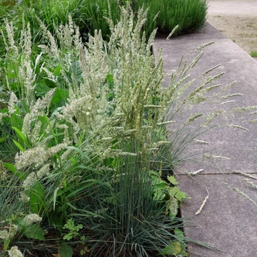 Koeleria glauca – Deres fényperje