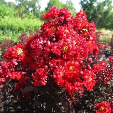 Lagerstroemia Black Diamond® (syn.: Black Solitaire) 'Red Hot'® – Kínai selyemmirtusz