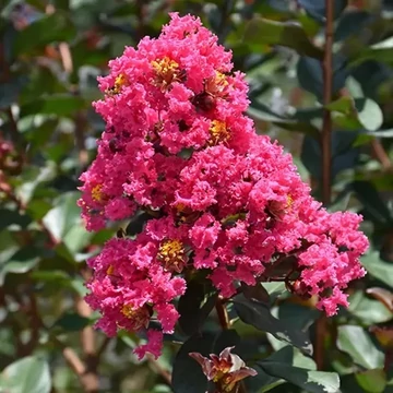 Lagerstroemia indica 'Magic Pink' - Kínai selyemmirtusz