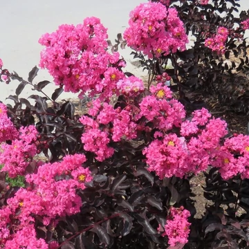 Lagerstroemia BLACK DIAMONDS &#039;Shell Pink®&#039; - Kínai selyemmirtusz