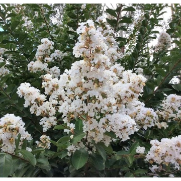 Lagerstroemia hybrida 'Acoma' - Kínai selyemmirtusz