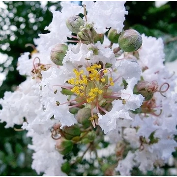 Lagerstroemia hybrida 'Natchez' - Kínai selyemmirtusz