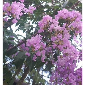 Lagerstroemia indica 'Apalachee' - Kínai selyemmirtusz