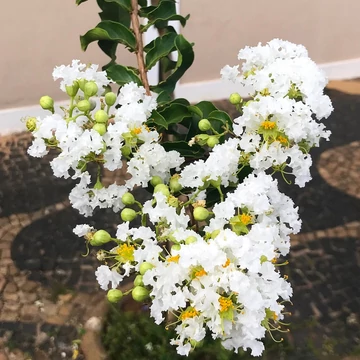 Lagerstroemia indica 'Branca' - Kínai selyemmirtusz
