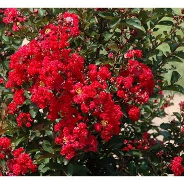 Lagerstroemia indica 'Dynamite' - Kínai selyemmirtusz