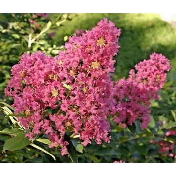 Lagerstroemia indica 'Hopi' - Kínai selyemmirtusz