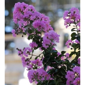 Lagerstroemia indica 'Petite Orchid' - Kínai selyemmirtusz