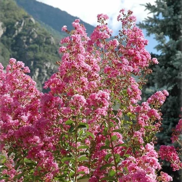 Lagerstroemia indica 'Rosea' - Kínai selyemmirtusz