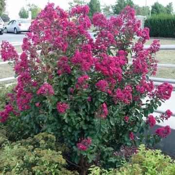 Lagerstroemia indica x fauriei 'Tonto' - Kínia selyemmirtusz