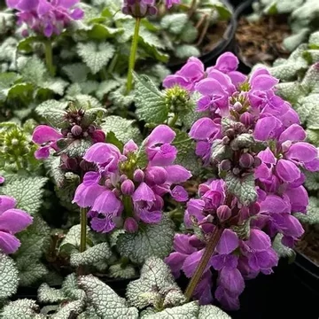 Lamium maculatum 'Red Nancy' – Foltos árvacsalán