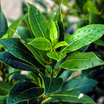 Laurus nobilis - Babér