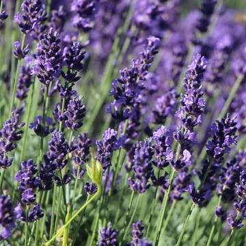 Lavandula angustifolia 'Hidcote' - Angol vagy közönséges levendula