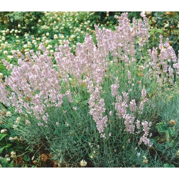 Lavandula angustifolia 'Rosea' - Angol vagy közönséges levendula