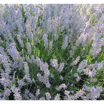 Lavandula x intermedia 'Provence' - Provanszi/hibrid levendula