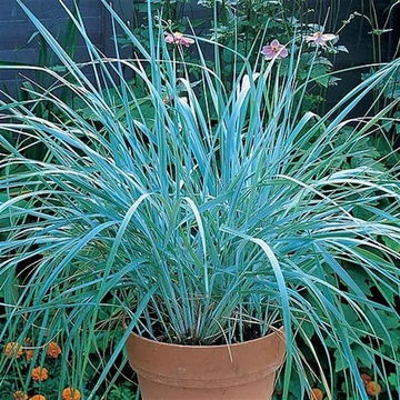 Leymus arenarius 'Blue Dune' – Homoki hajperje
