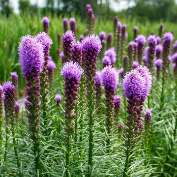 Liatris spicata 'Kobold' – Füzéres díszcsorba