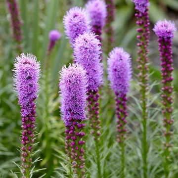 Liatris spicata - Füzéres díszcsorba