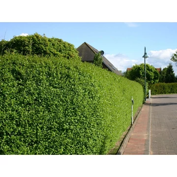 Ligustrum ovalifolium - Télizöld fagyal