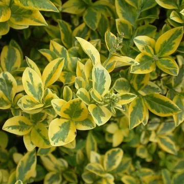 Ligustrum ovalifolium 'Aureum' - Télizöld fagyal