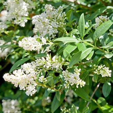 Ligustrum vulgare 'Atrovirens' - Fagyal