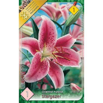 Lilium oriental &#039;Star Gazer&#039; - Liliom