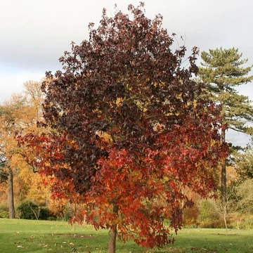 Liquidambar styraciflua &#039;Worplesdon&#039; - Ámbrafa