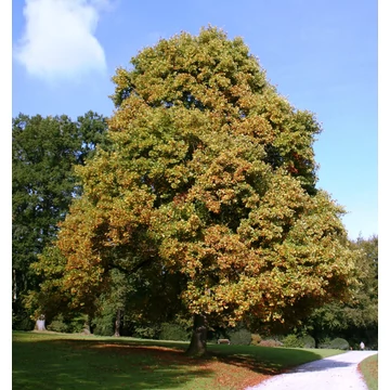 Liriodendron tulipifera - Tulipánfa